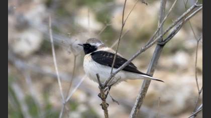 Black-eared Wheatear