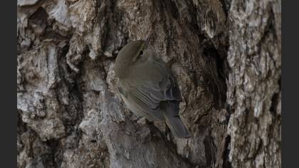 Eastern Bonelli`s Warbler