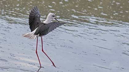 Black-winged Stilt