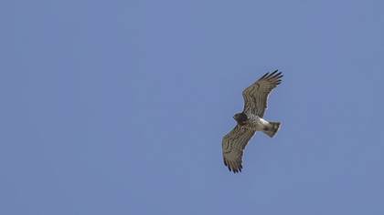 Short-toed Snake Eagle