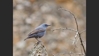 Blue Rock Thrush