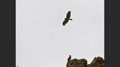 Short-toed Snake Eagle