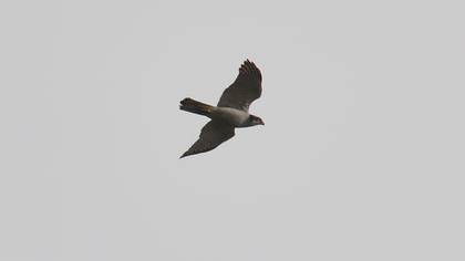 Eurasian Goshawk