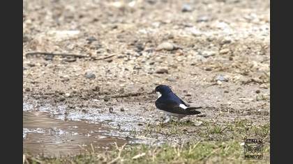 Western House Martin