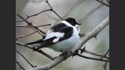 Collared Flycatcher