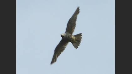 Eurasian Hobby