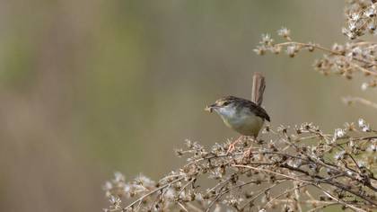 Delicate Prinia
