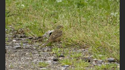 Ortolan Bunting