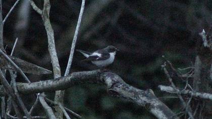 European Pied Flycatcher