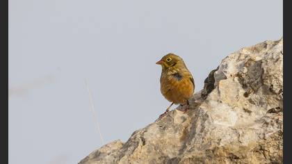 Ortolan Bunting
