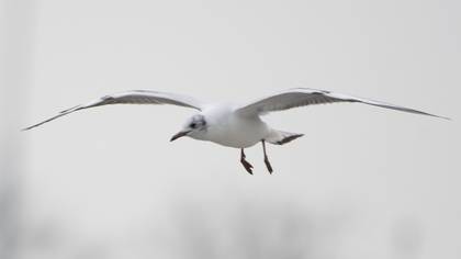 Black-headed Gull