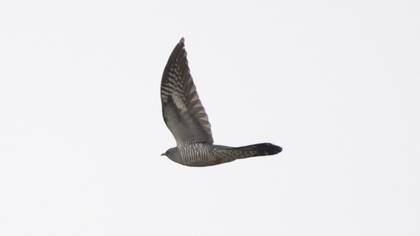 Common Cuckoo