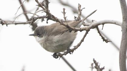 Lesser Whitethroat