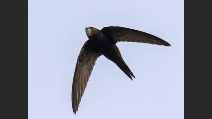 Pallid Swift