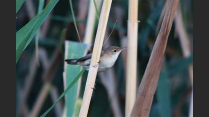 Common Reed Warbler