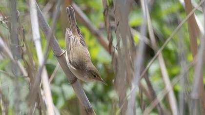 Common Reed Warbler