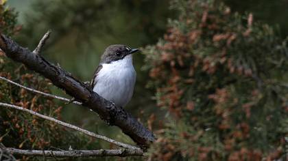 European Pied Flycatcher
