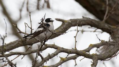 Collared Flycatcher