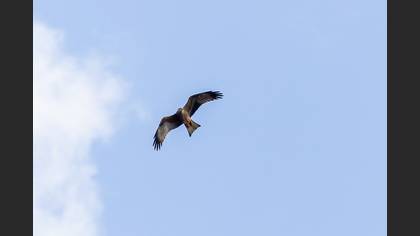 Black Kite