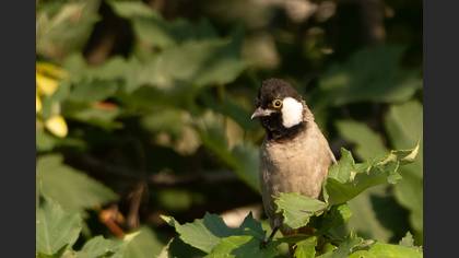 White-eared Bulbul