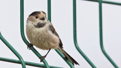 Long-tailed Tit