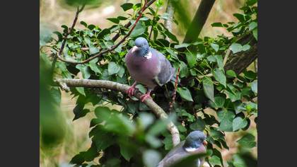 Common Wood Pigeon