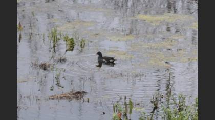 Common Moorhen