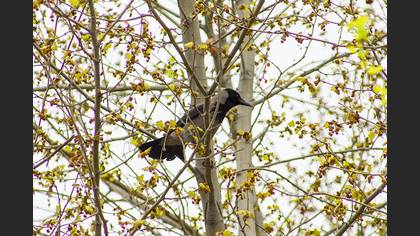 Hooded Crow