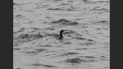 European Shag