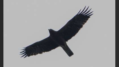 Booted Eagle