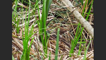 Savi`s Warbler