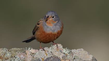 Cretzschmar`s Bunting