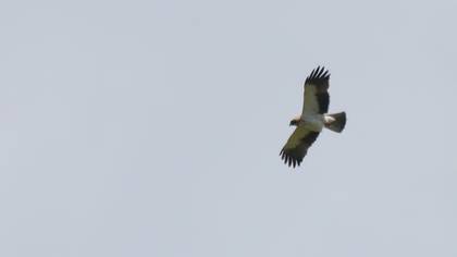 Booted Eagle