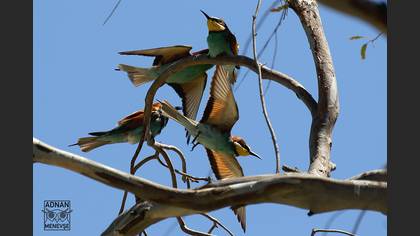 European Bee-eater