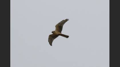 Pallid Harrier