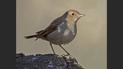 Common Nightingale