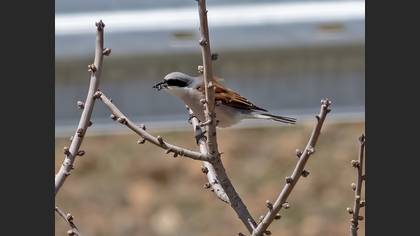 Red-backed Shrike
