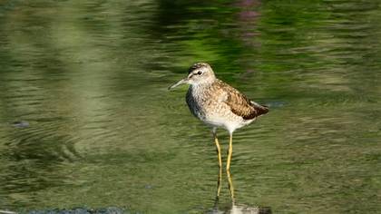 Wood Sandpiper