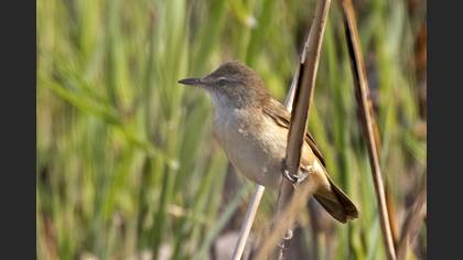 Great Reed Warbler