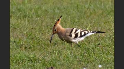 Common Hoopoe