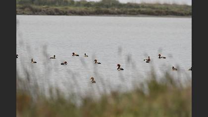 Red-crested Pochard