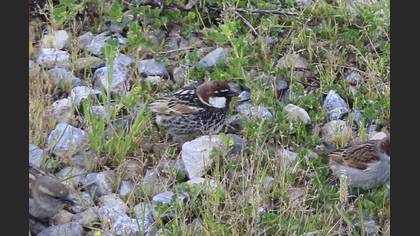 Spanish Sparrow