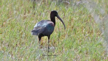 Glossy Ibis