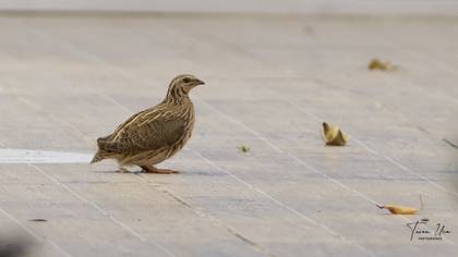 Common Quail