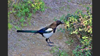 Eurasian Magpie