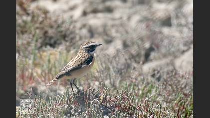 Whinchat