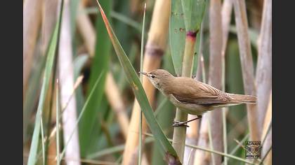 Common Reed Warbler