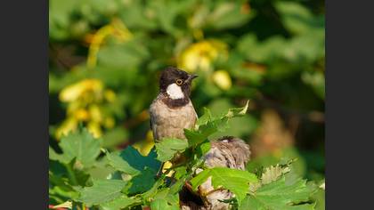 White-eared Bulbul