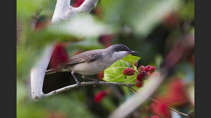 Eastern Orphean Warbler