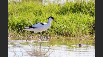 Pied Avocet